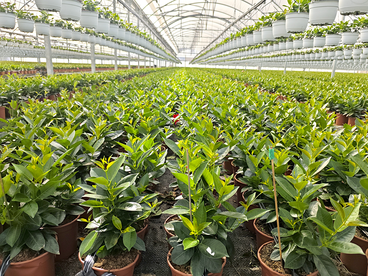 Foto Visita a Vivers Sendra, S.L.