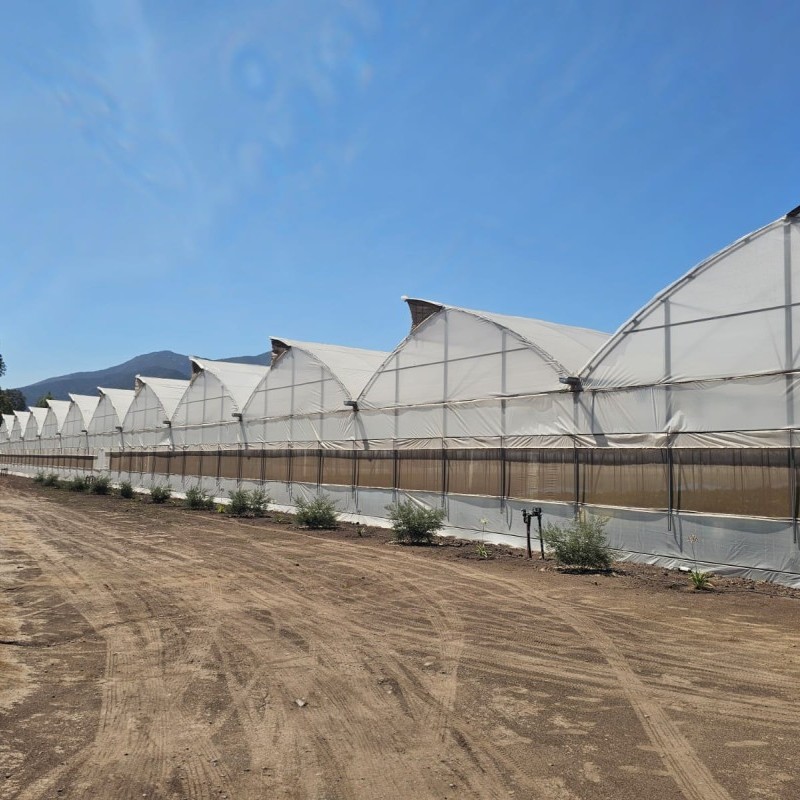 Ininsa Chile / G 9.60 / Seed production