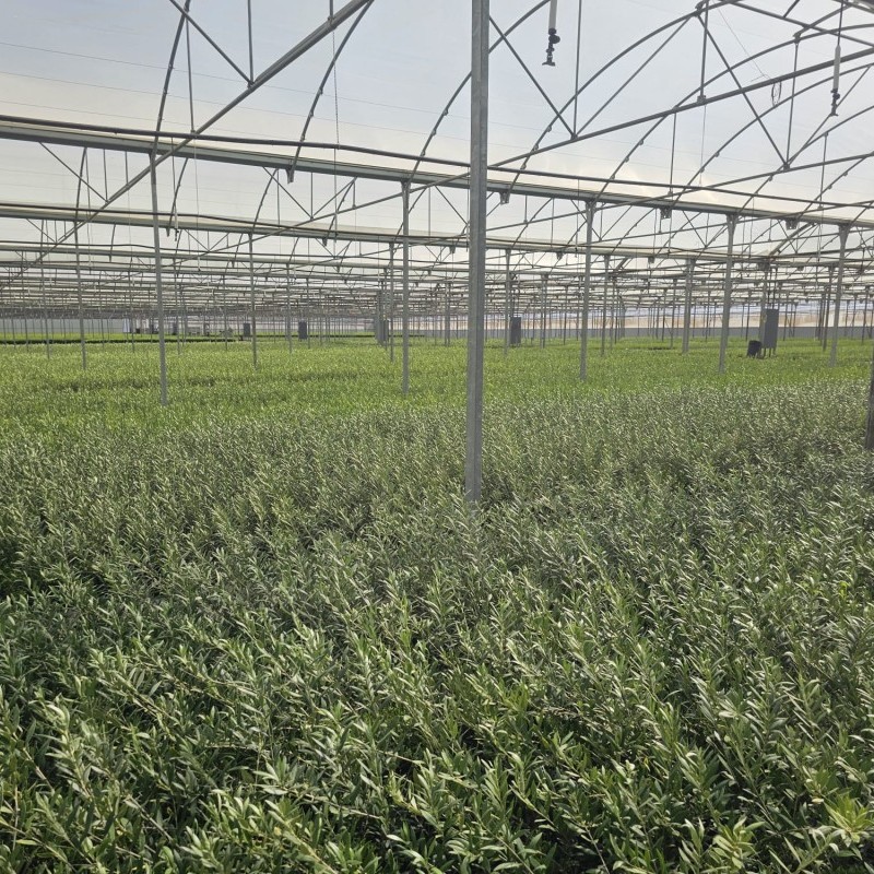 Ininsa Invernadero multicapilla de techo curvo