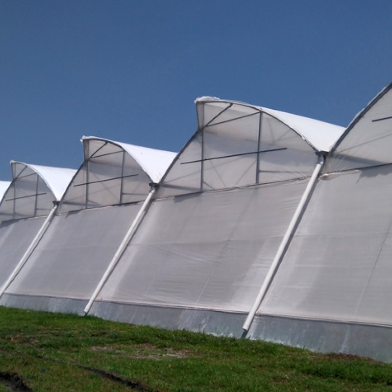 Ininsa Invernadero multicapilla KSR – Gótico tropical