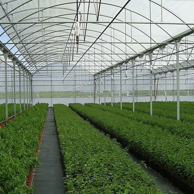 Ininsa Multi-span greenhouse with curved roof