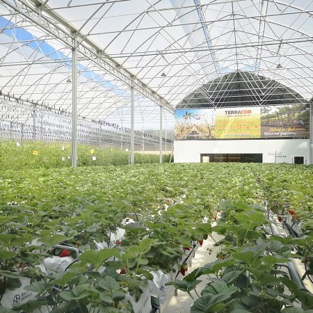 fabricante de invernaderos 4