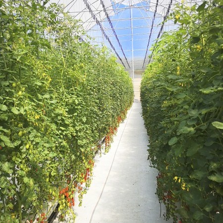 invernadero multitúnel 1