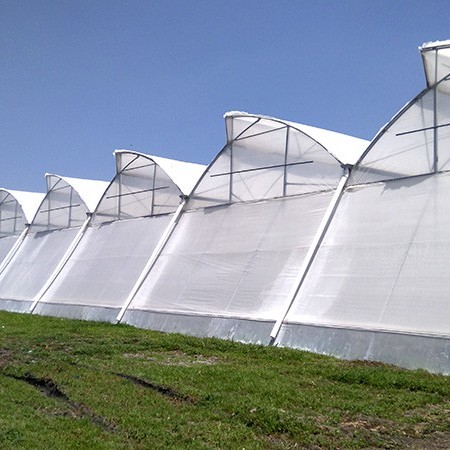 Ininsa Producción Hortalizas Mexico KSR