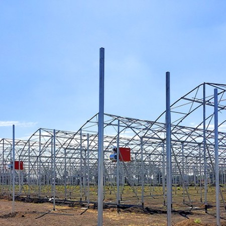 Ininsa Producción Hortalizas en México G12.8