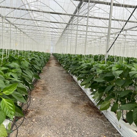 Ininsa Producción de hortalizas KSR Golfo Pérsico