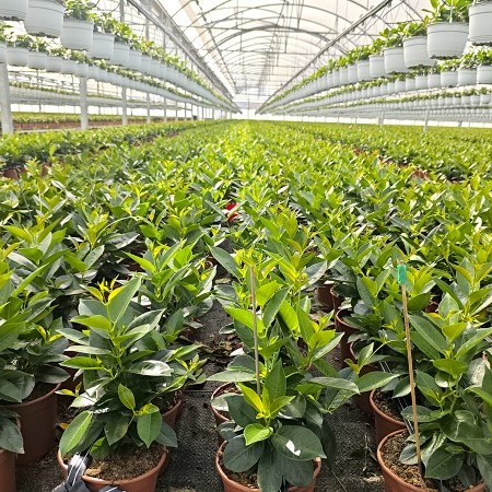 Imágen Valencia / Curvo p8 / Ornamental