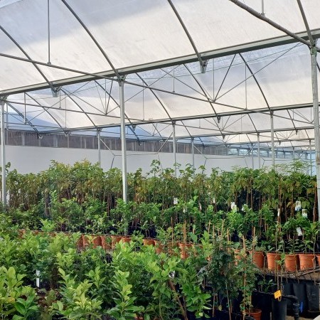 invernadero capilla 2