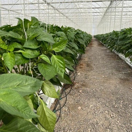 greenhouse plastic 10