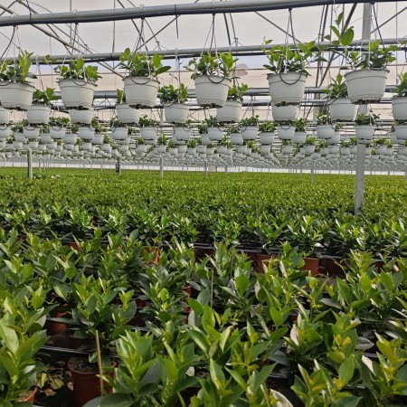 Imágen Floricultura y planta ornamental