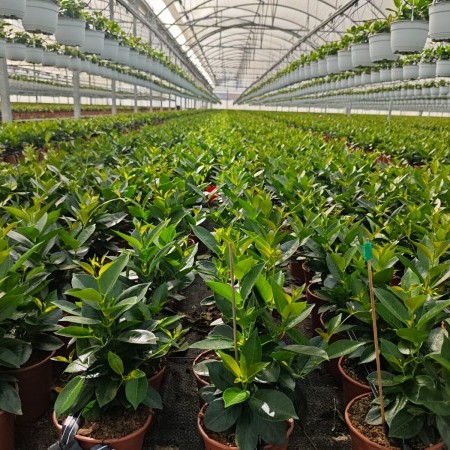 galería proyectos invernaderos 2