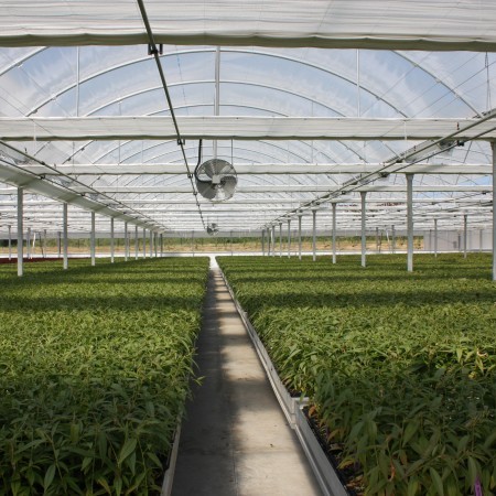 Imágen Semilleros y viveros