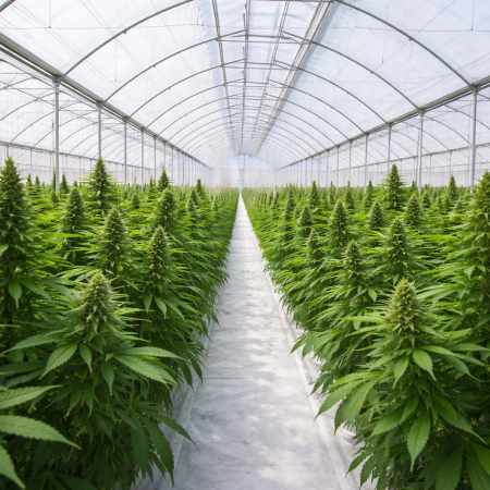 Imágen Cultivos especiales y medicinales