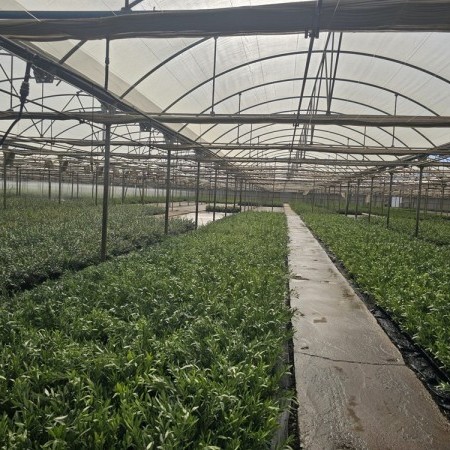 invernadero capilla 3