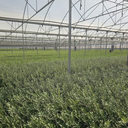 Imágen Invernadero multicapilla de techo curvo