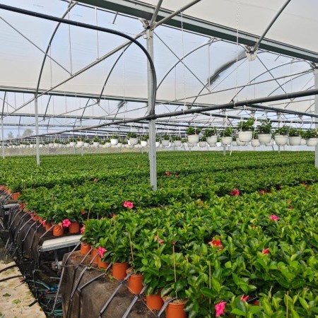 proyectos agrícolas llave en mano 4