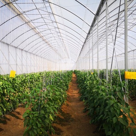 invernadero gótico 2