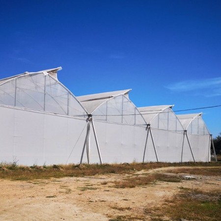 invernadero túnel 4