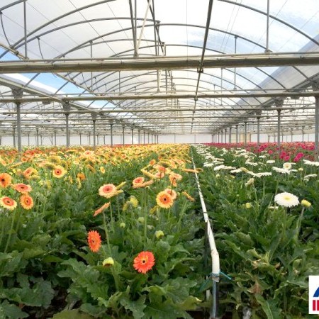 Ininsa Producción Flores Portugal