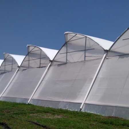 Ininsa Invernadero multicapilla KSR – Gótico tropical