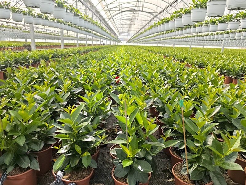 Foto Visita a Vivers Sendra, S.L.