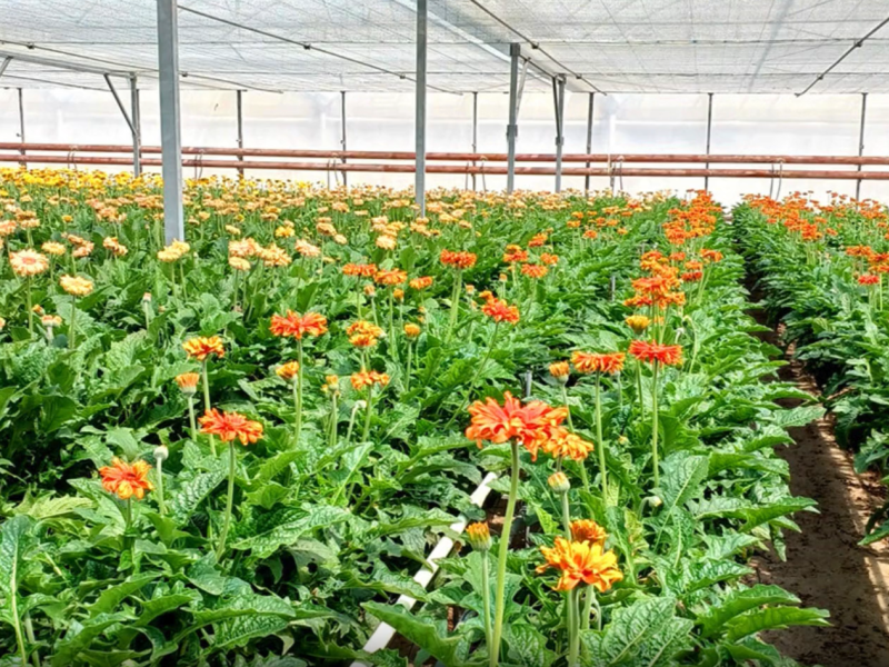 Foto Visita a FLORISUL: Un ejemplo de calidad y durabilidad en la producción de flor cortada
