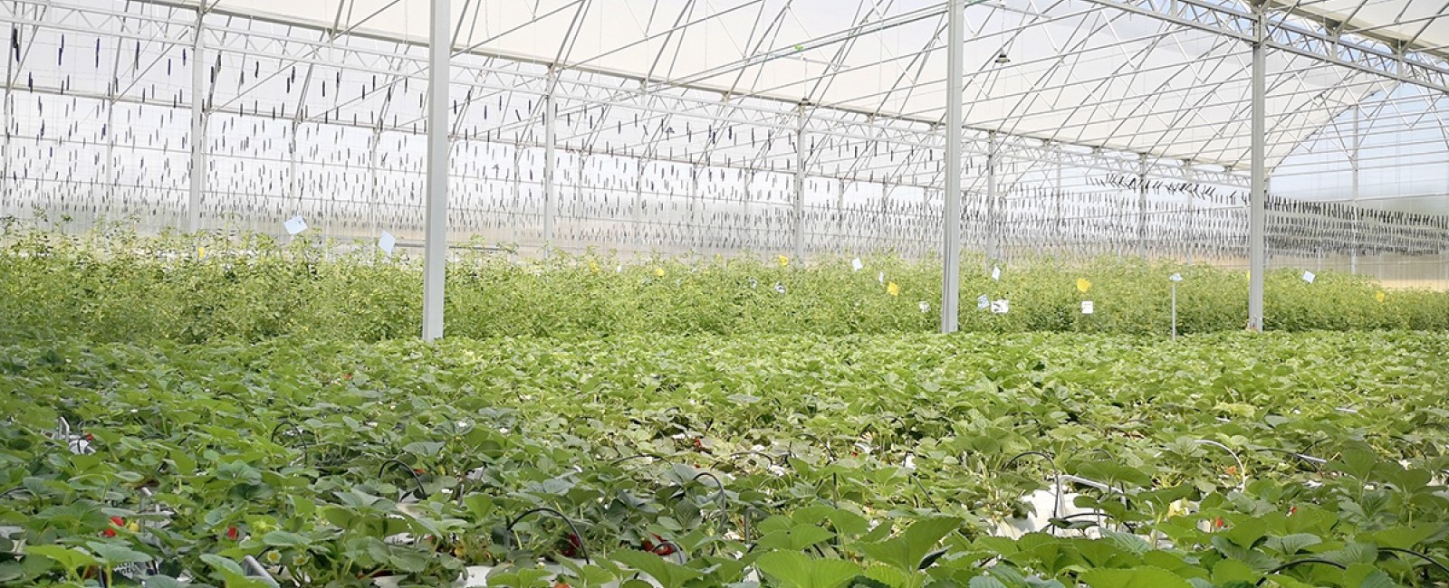 Una descripción de la foto 2