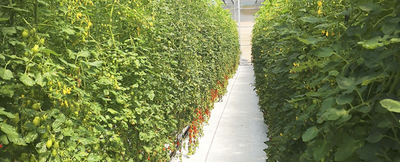 Una descripción de la foto 1