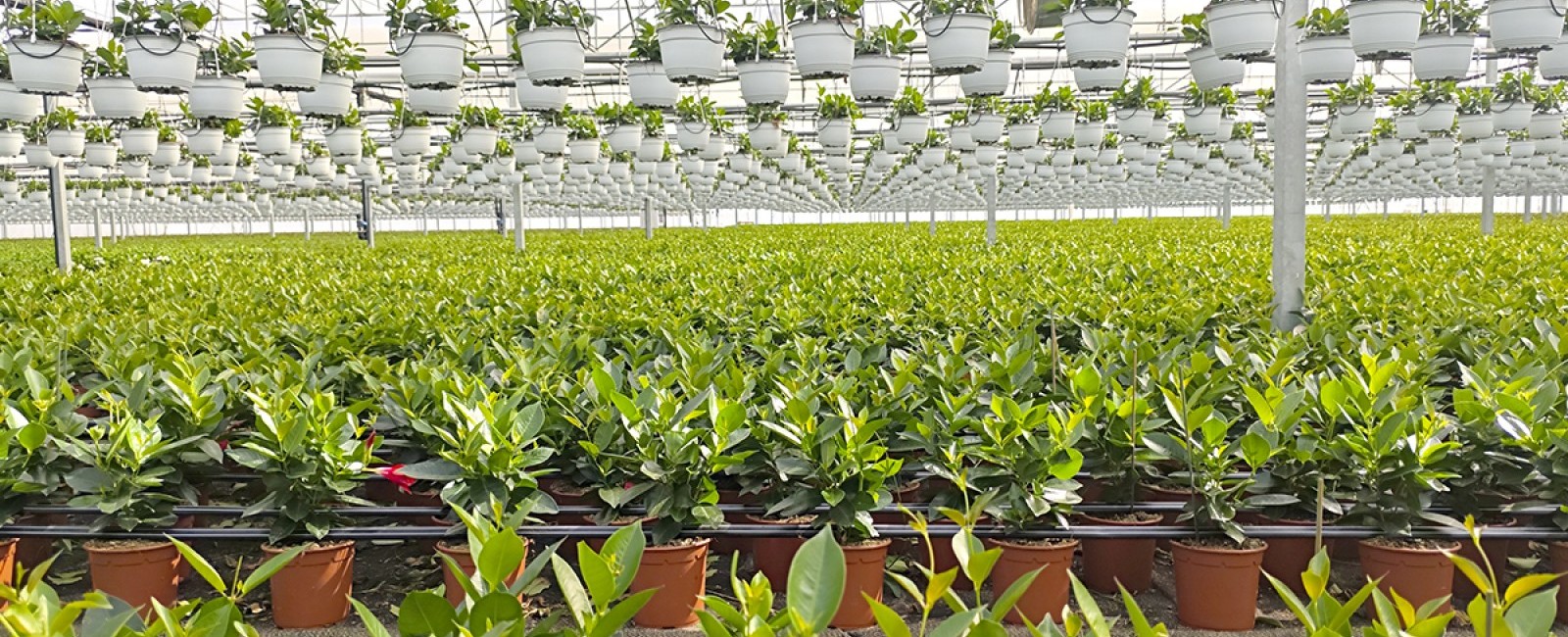 ventilación para invernaderos 1