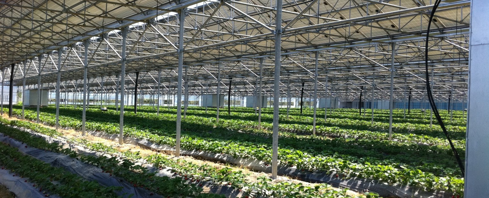 construcción invernaderos tomate 2