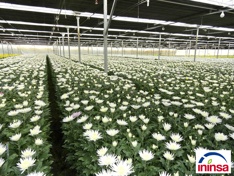 ventilación para invernaderos 1