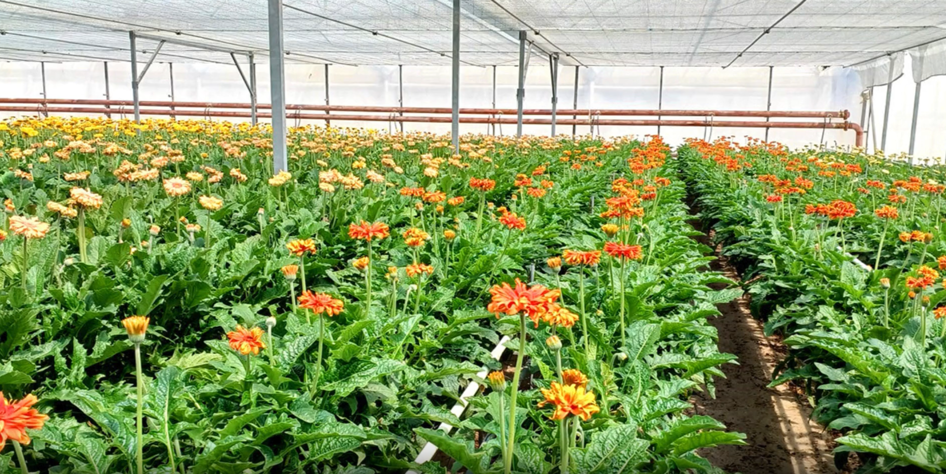 Foto Visita a FLORISUL: Un ejemplo de calidad y durabilidad en la producción de flor cortada